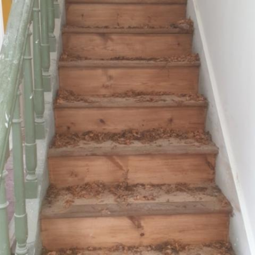 RENNES PARQUET Renovation Parquet Bruz 1907 1 2